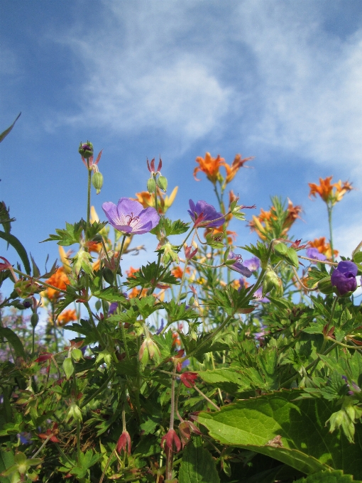 Natur gras anlage himmel