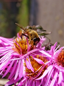 自然 植物 写真撮影 花 写真