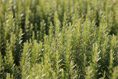 自然 草 植物 分野 写真