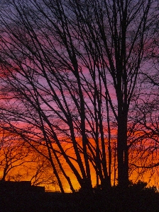 Foto Albero ramo silhouette pianta