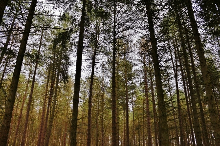 Landscape tree nature forest Photo