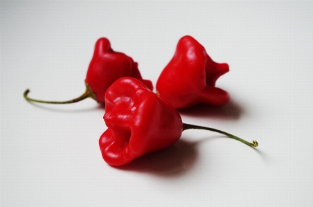 Plant flower petal food Photo