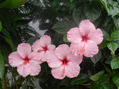 Blossom plant flower petal Photo