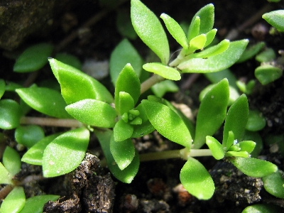 Foto Alam tanaman daun bunga