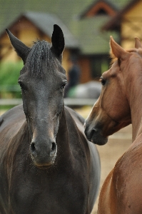 Foto Animal cavalo mamífero garanhão