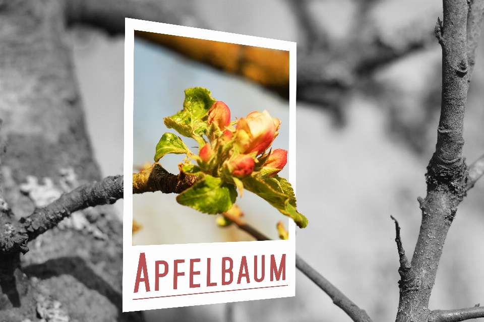 Apple tree branch blossom