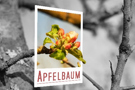 Apple tree branch blossom Photo