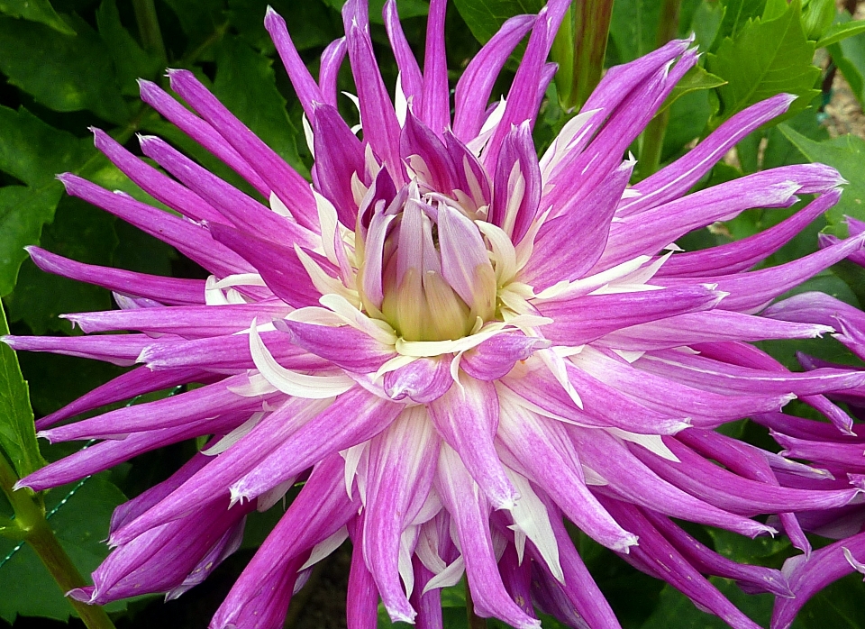 Usine fleur pétale été