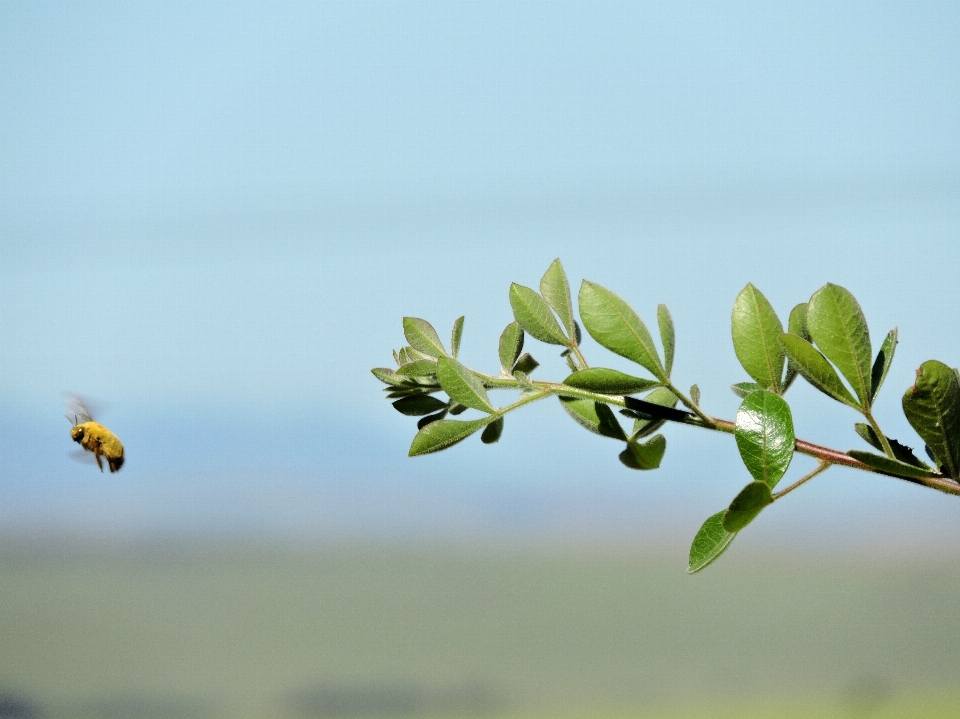 Paesaggio albero natura erba