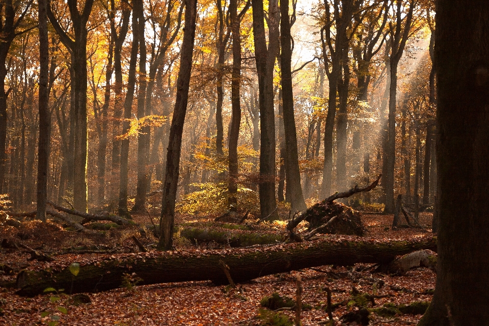 Paesaggio albero natura foresta