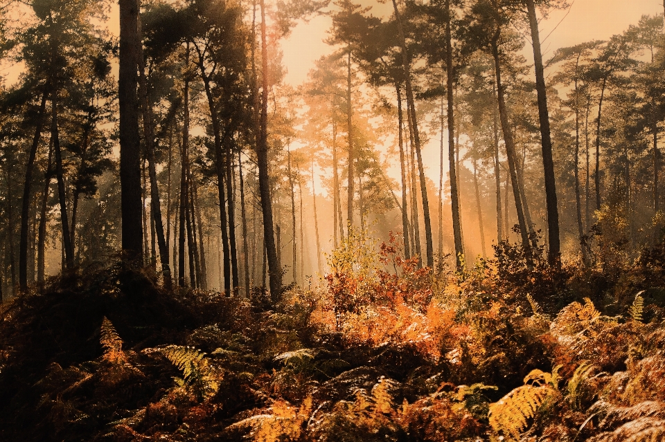 Paesaggio albero natura foresta