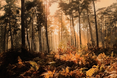 Landschaft baum natur wald Foto