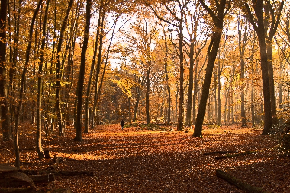 Paysage arbre nature forêt