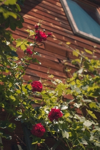 Natur zweig blüte anlage Foto