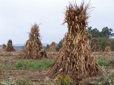 木 植物 干し草 分野 写真