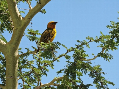 Foto Pohon alam luar ruangan cabang