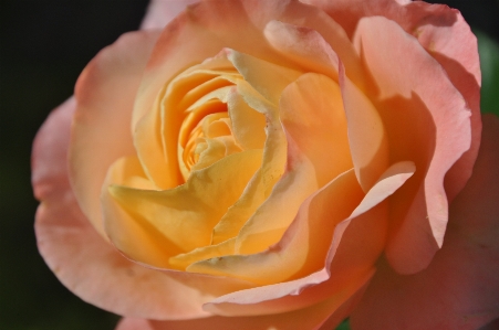 Blossom plant flower petal Photo