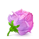 Pink rose Icon