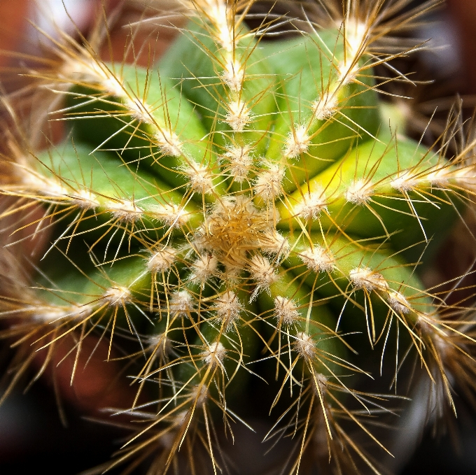 Nature prickly cactus plant