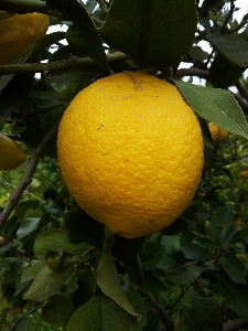 Plant fruit flower orange Photo