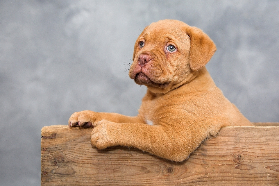 Dulce cachorro perro lindo