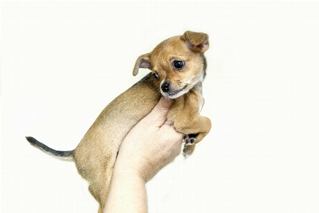 Foto Doce filhote de cachorro mamífero