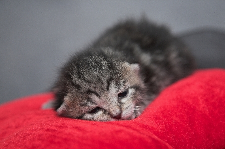 Foto Dolce gattino gatto mammifero