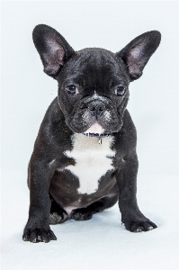 Foto Doce filhote de cachorro bicho estimação