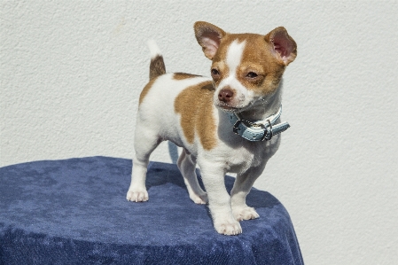 Foto Doce filhote de cachorro mamífero