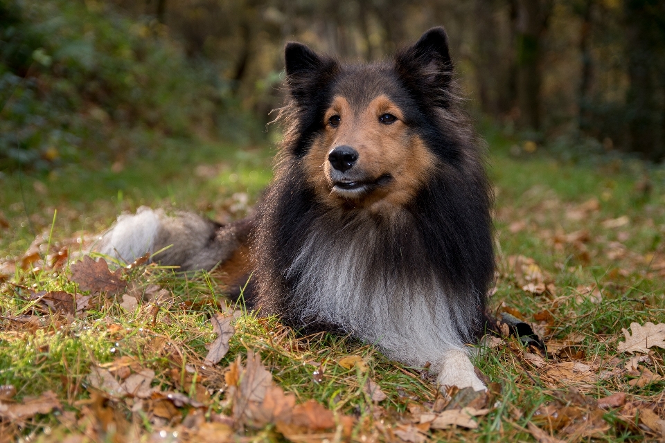 Forêt chien faune colley
