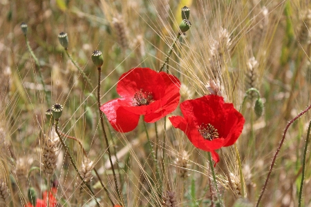 Nature grass plant field Photo