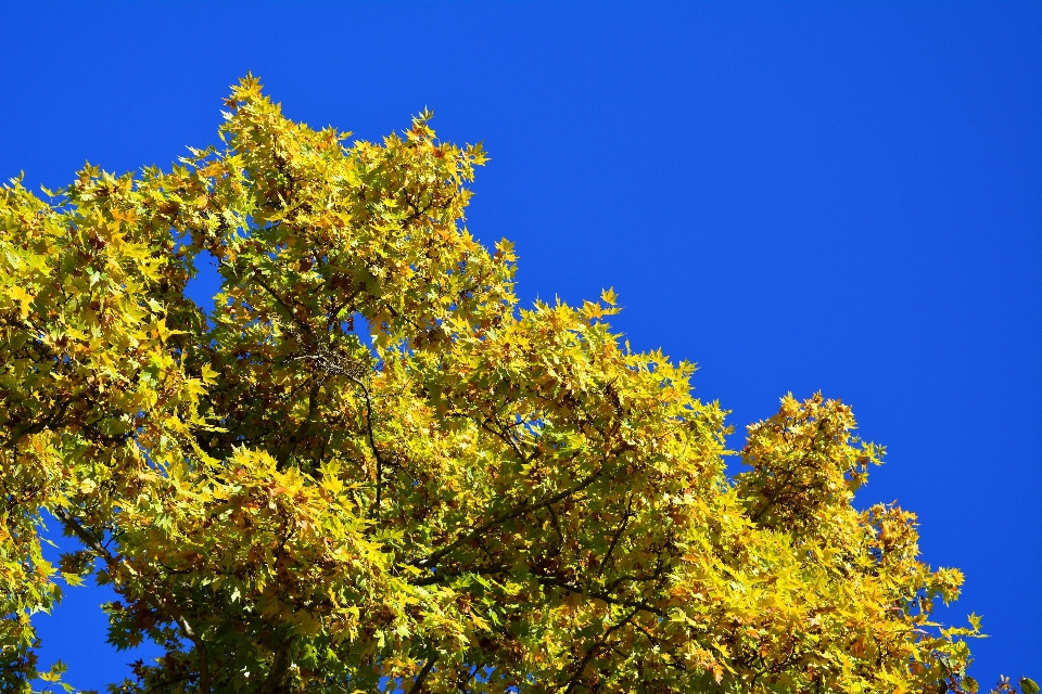 árbol rama planta cielo