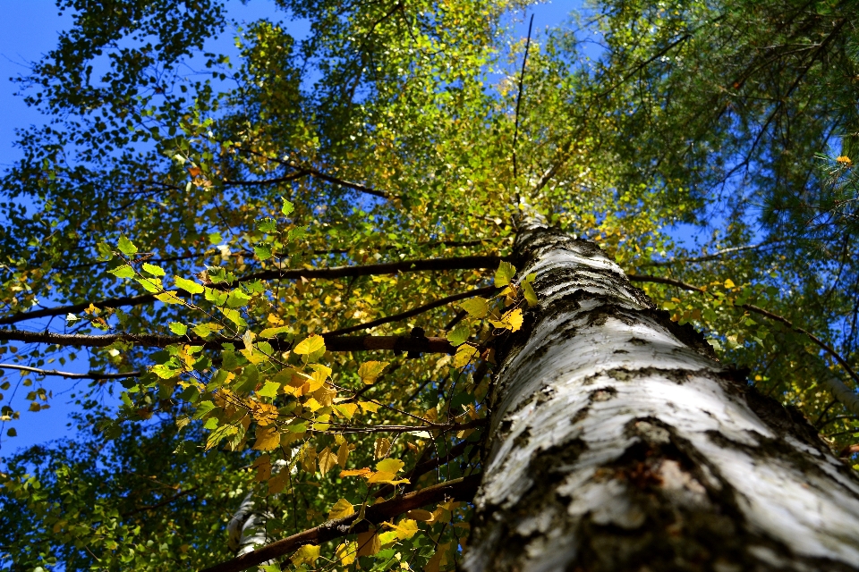 Arbre nature forêt bifurquer