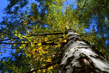 Tree nature forest branch Photo