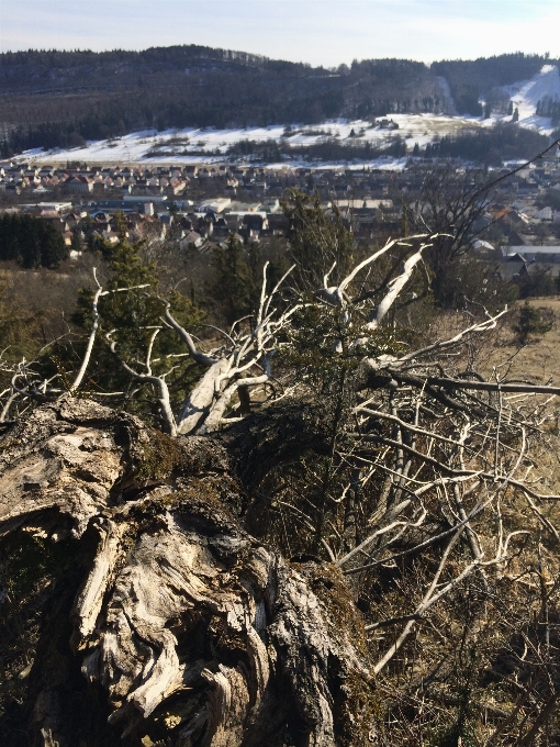 árbol naturaleza montaña planta