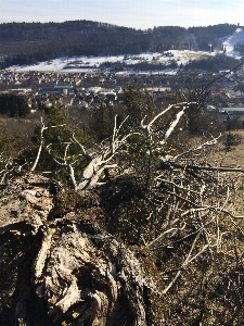 木 自然 山 植物 写真