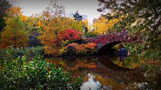 Tree nature bridge leaf Photo