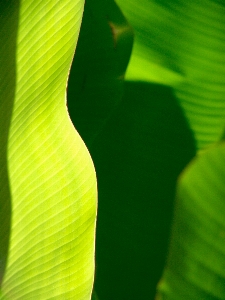 木 草 ライト 植物 写真