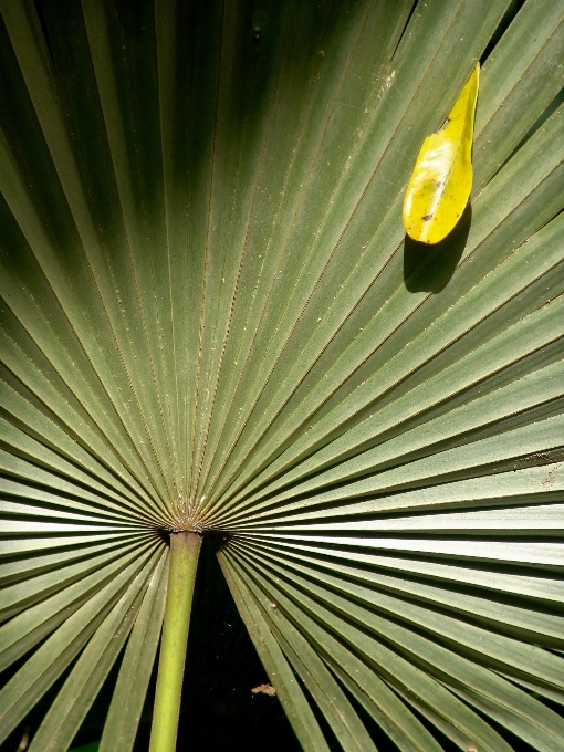 Baum licht anlage palme