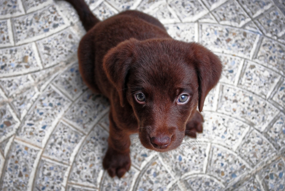 子犬 犬 動物 かわいい