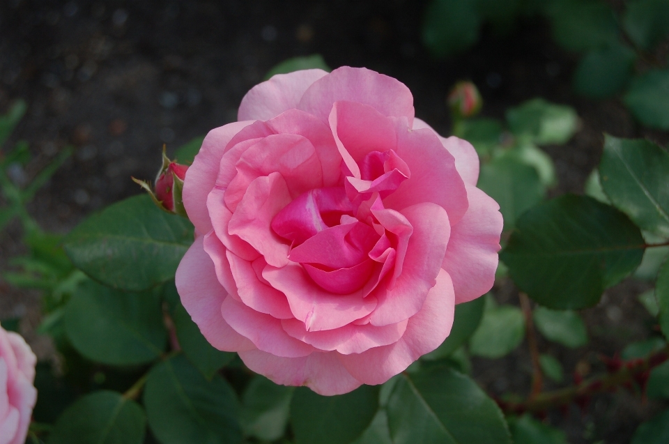 Natura fiore pianta petalo