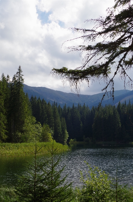 Paesaggio albero acqua natura