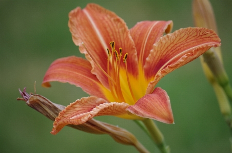 Plant leaf flower petal Photo