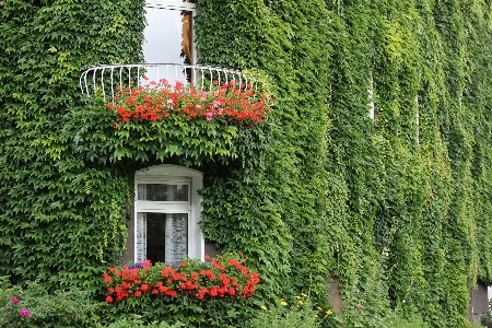 Tree architecture plant lawn Photo