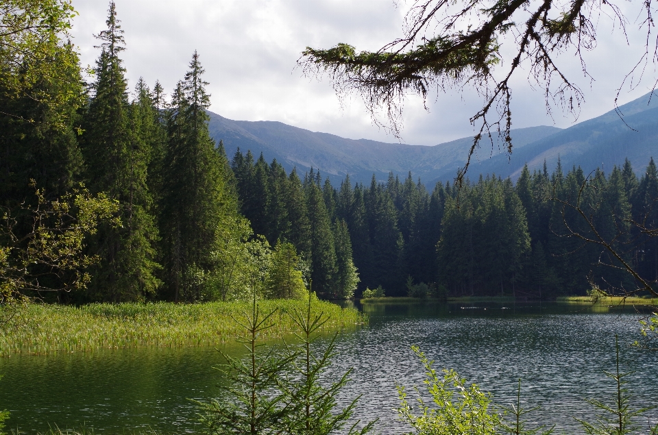 Paisagem árvore água natureza