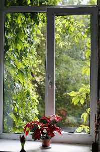 Branch flower window arch Photo