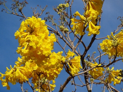 Foto Pohon alam cabang mekar