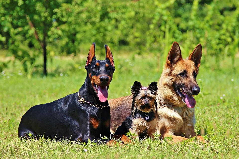 çimen köpek memeli alman kurdu
