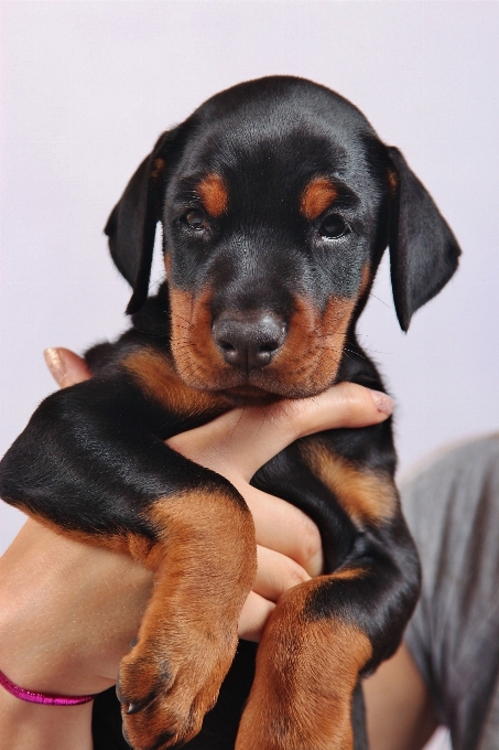 Cucciolo cane animale canino
