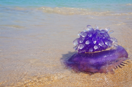 Beach sea water nature Photo